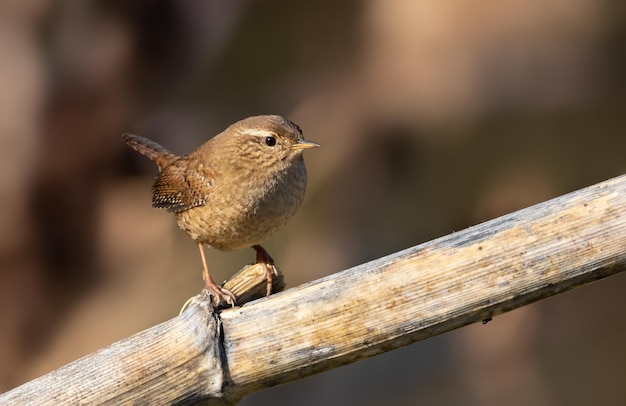 写真 ミソサザイ ミソサザイ ミソサザイ 植物の茎にとまる非常に小さな鳥