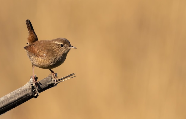 Eurasian wren Troglodytes troglodytes Little bird sitting on a broken stem blurred background