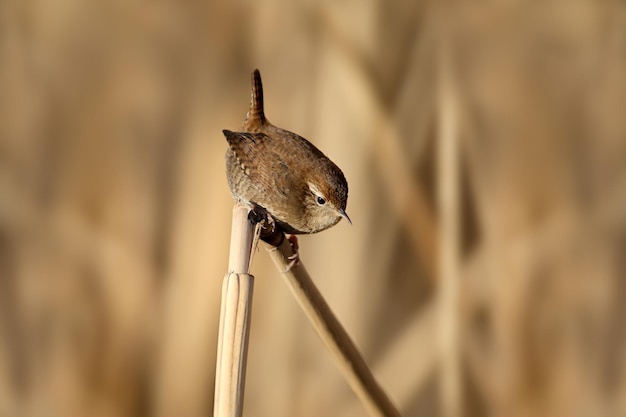 ミソサザイ（Troglodytes troglodytes）は、ぼやけた背景に対して朝の光の中で葦の枝に座っています。クローズアップと非常に詳細な写真