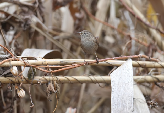 Eurasian wren (Troglodytes troglodytes) sits on a thin branch of reed in dense thickets. Close-up photo