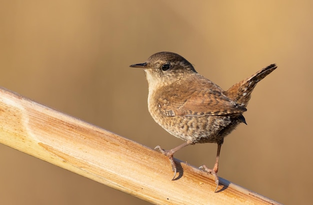 ミソサザイ ミソサザイ 尻尾を上げて座っている非常に小さな鳥