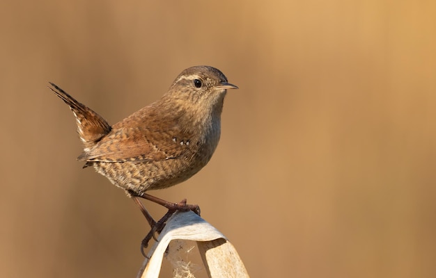 Eurasian wren Troglodytes troglodytes A very small bird sitting with its tail up