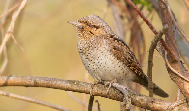 Eurasian wryneck jynx torquilla a bird sits on a branch of a bush