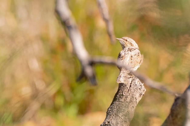 Eurasian wryneck Jynx torquilla Malaga Spain