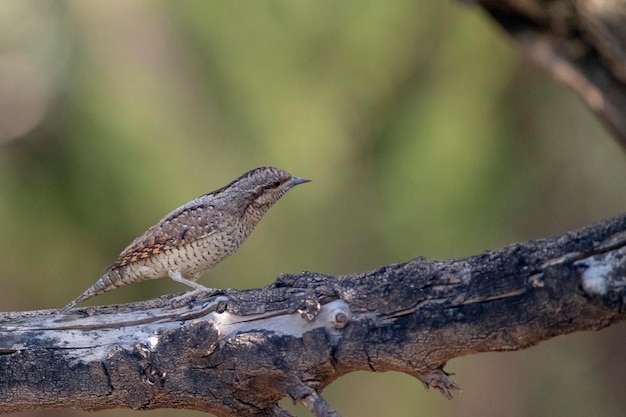 Eurasian wryneck (Jynx torquilla) 말라가, 스페인