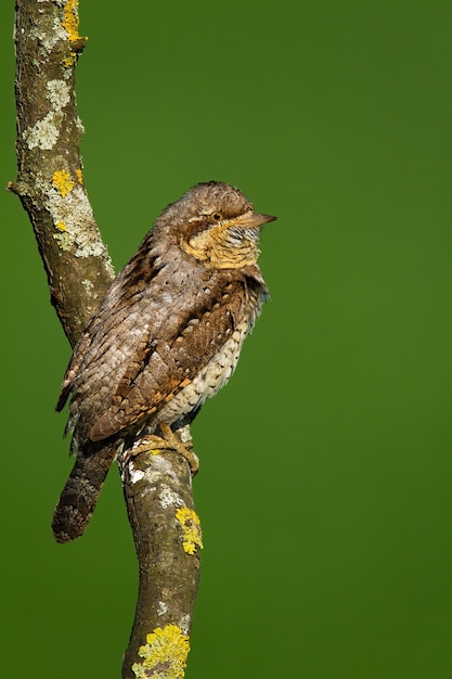 Eurasian wryneck looking on tree in summer in vertical shot