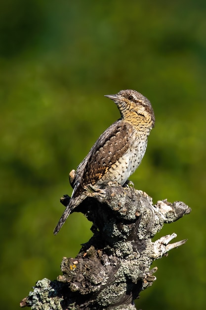 Eurasian wryneck seduto su un ramo in primavera la natura nella composizione verticale.