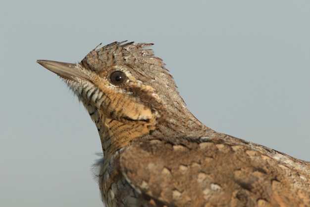 ユーラシア語wryneck！