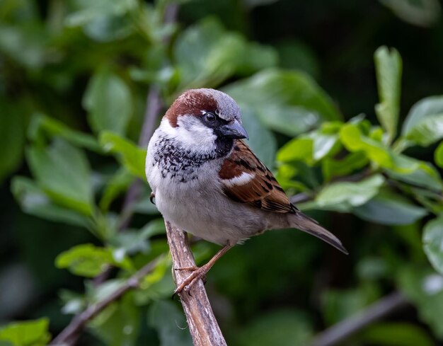 eurasiantreesparrow woow