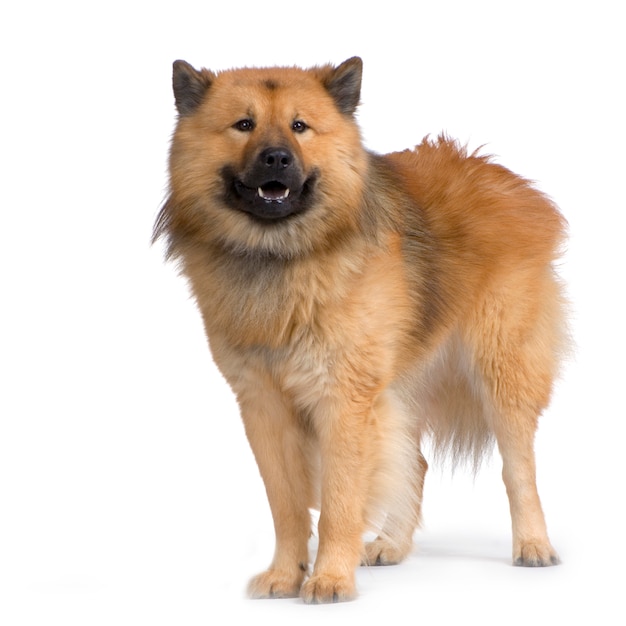 Photo eurasier dog portrait isolated