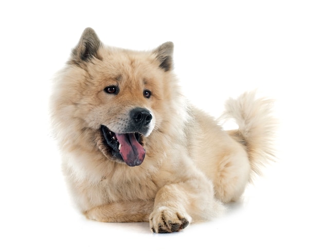 eurasier hond