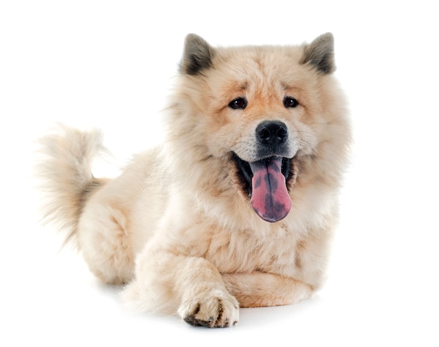 eurasier