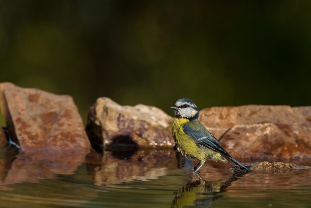 Foto euraziatische blauwe tit cyanistes caeruleus