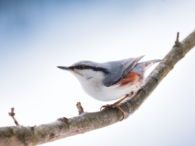 Euraziatische boomklever of houten boomklever (sitta europaea) in de winter