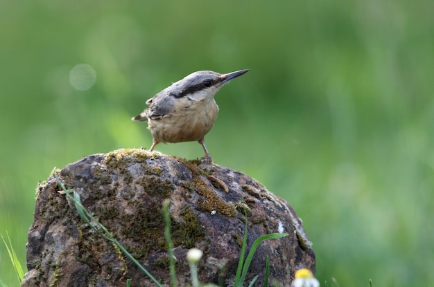 Euraziatische boomklever op een rots met de laatste lichten van de dag