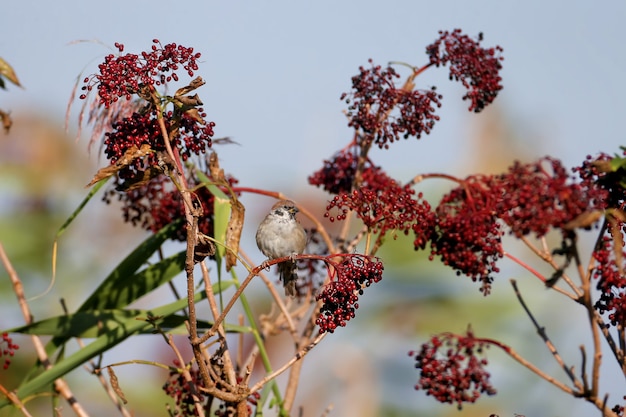 Euraziatische boommus (passer montanus) zit op een tak omringd door rijpe europese zwarte vlierbessen