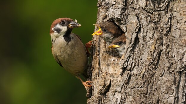 Euraziatische boommus zit op de boom met zijn nest en voedt zijn kind