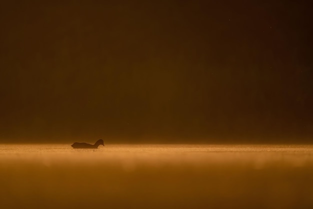 Euraziatische coot drijvend op het water bij zonsondergang prachtig oranje landschapWildlife foto