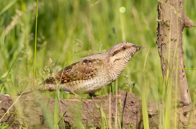 Euraziatische draaihals jaagt op mieren