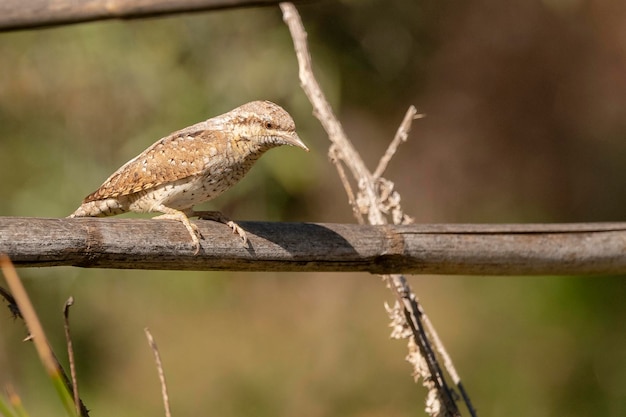 Euraziatische draaihals Jynx torquilla Malaga Spanje