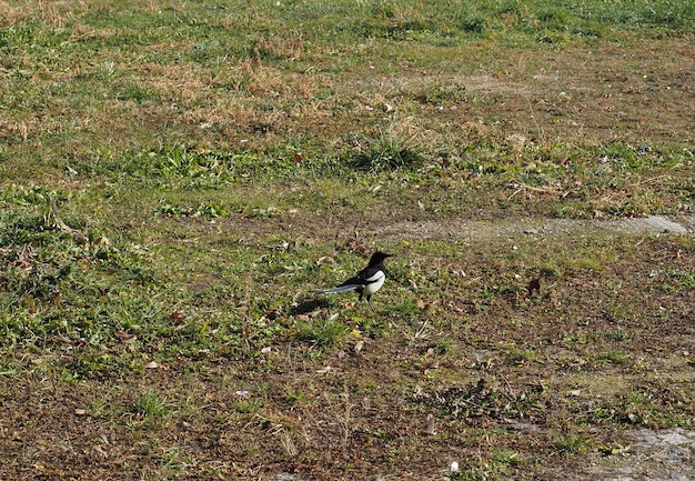 Euraziatische ekster vogel dier