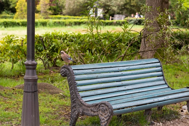 Euraziatische gaai garrulus glandarius zit op een bankje in het park