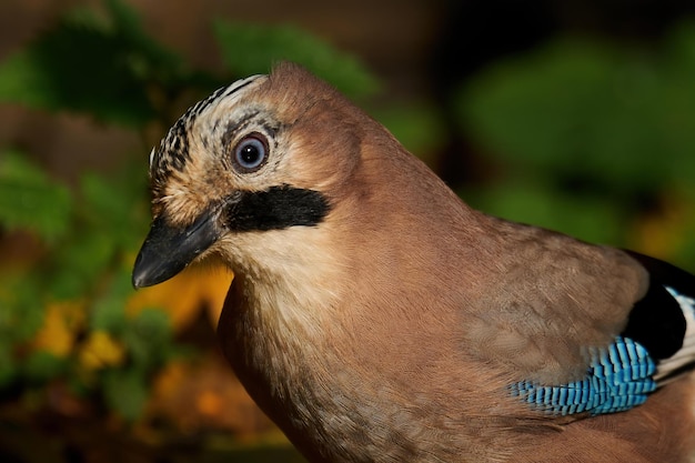 Euraziatische gaai Garrulus glandarius