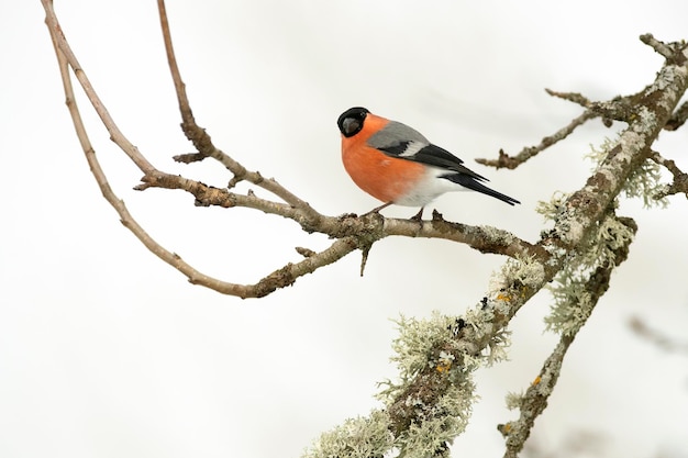 Euraziatische goudvink man eet bessen in een eikenbos onder zware sneeuwval in januari