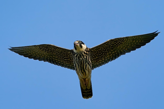 Euraziatische hobby Falco subbuteo