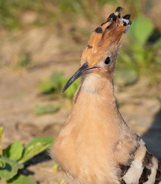 Euraziatische hop Upupa epops Close-up van de vogel
