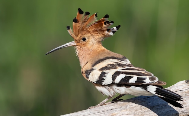 Euraziatische hop Upupa epops Een vogel spreidt zijn kuif uit en gaat op een boomstam zitten