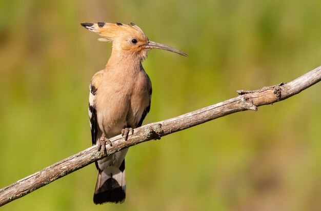 Euraziatische hop Upupa epops Een vogel zit op een droge tak tegen een luxueuze achtergrond