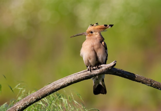 Euraziatische hop Upupa epops Een vogel zit op een droge tak tegen een luxueuze achtergrond