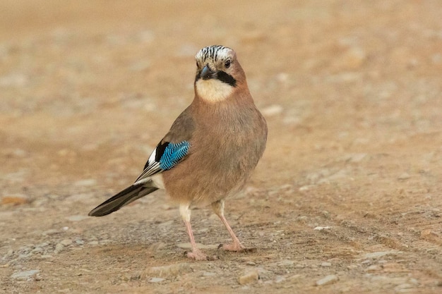 Euraziatische Jay Garrulus glandarius Cordoba Spanje