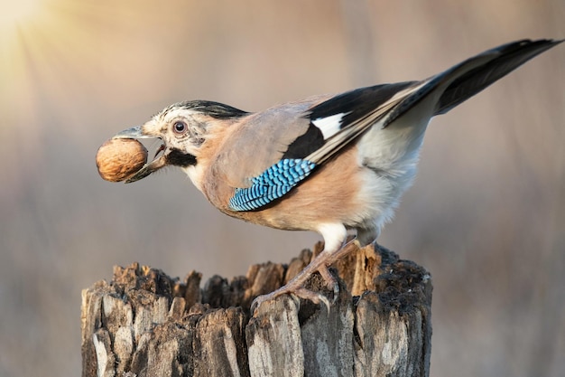 Euraziatische jay garrulus glandarius zittend op een boomstronk met een noot in zijn bek