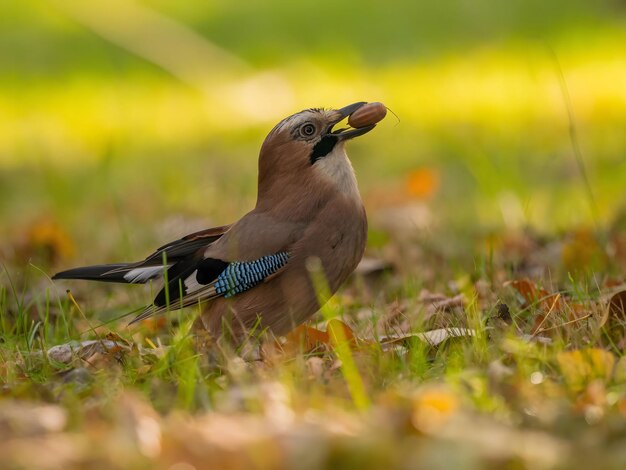 Euraziatische jay met een eikel in zijn snavel in het midden van groen grasWildlife foto