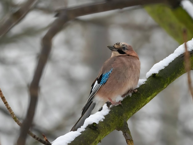 Euraziatische jay op een tak in een besneeuwde winteromgeving