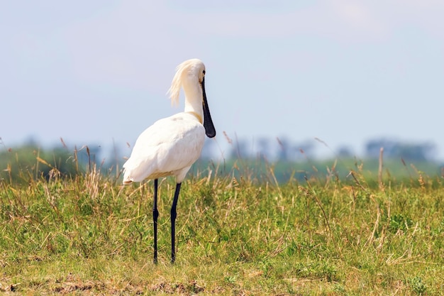 Foto euraziatische lepelaar (platalea leucorodia) gewone lepelaar