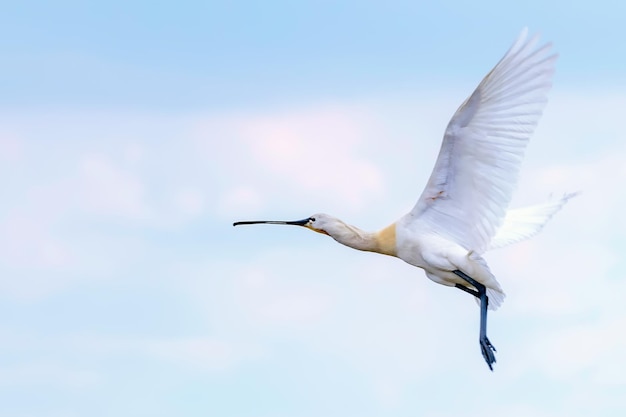 Euraziatische lepelaar (platalea leucorodia) tijdens de vlucht