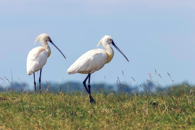 Euraziatische lepelaars (Platalea leucorodia) Gewone lepelaars