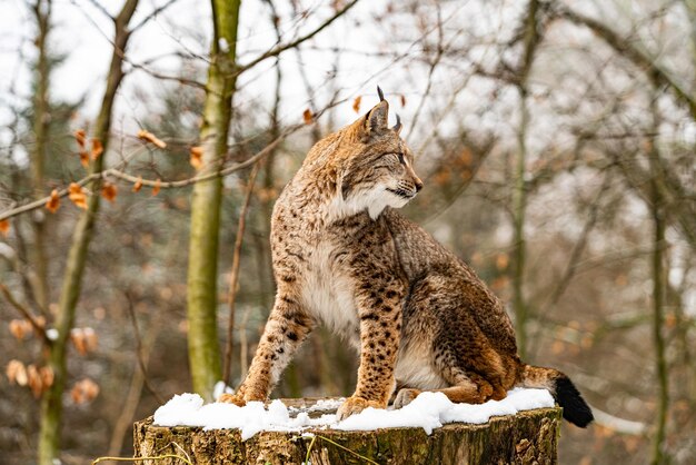 Euraziatische lynx in boshabitat