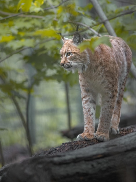 Euraziatische lynx