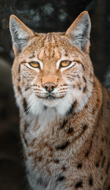 Euraziatische lynx