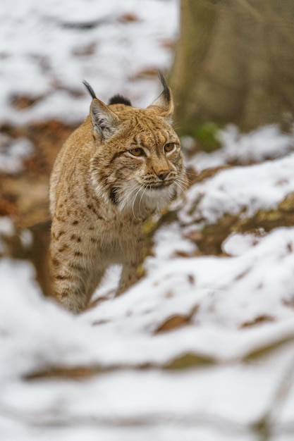 Euraziatische lynx