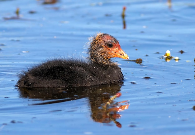 Euraziatische meerkoet Fulica atra Een jong drijft in een rivier