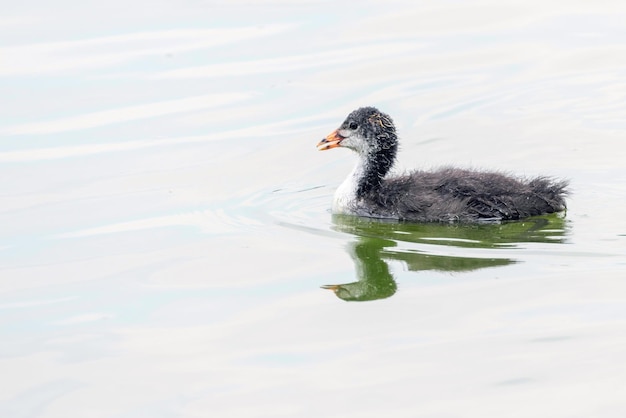 Euraziatische meerkoet (Fulica atra) Zwemmen