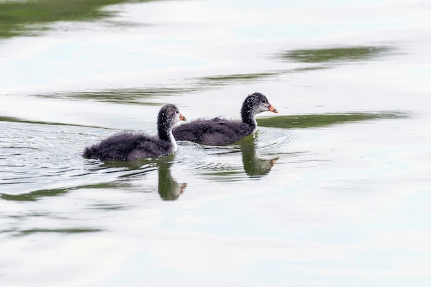 Euraziatische Meerkoet Kuiken Fulica atra Zwemmen