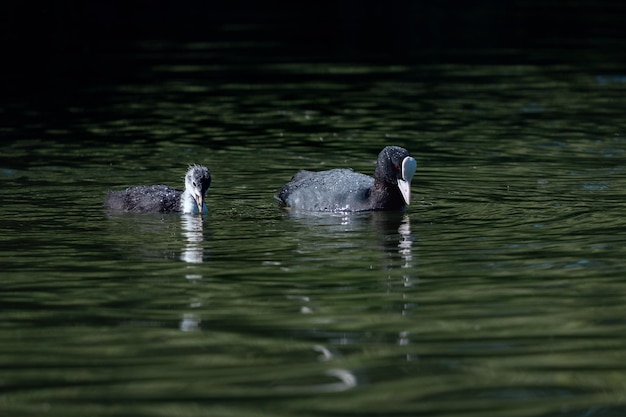 Euraziatische meerkoet met een eendje op zoek naar voedsel