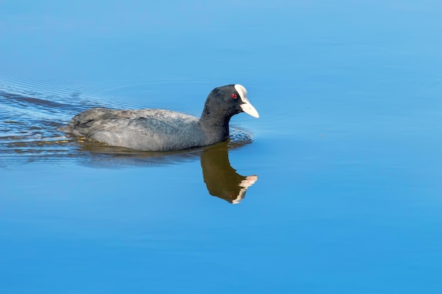 Euraziatische meerkoet op het wateroppervlak