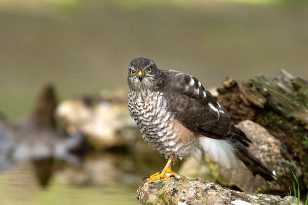 Euraziatische mus havik volwassen vrouwtje in een natuurlijke plas water met de laatste lichten van de middag